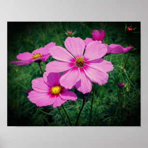 Pink Cosmos Flowers  Poster