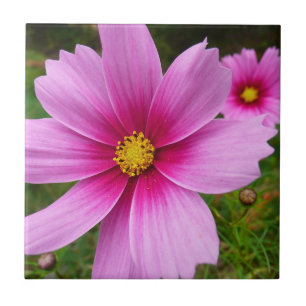 Pink Cosmos Flowers Wildflower Ceramic Tile