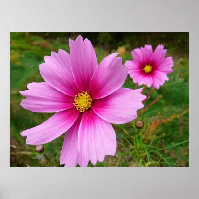 Pink Cosmos Flowers Wildflower Poster (Front)