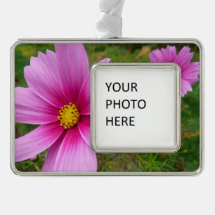 Pink Cosmos Flowers Wildflower Silver Plated Framed Ornament