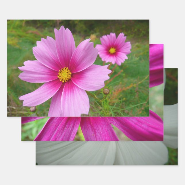 Pink Cosmos Flowers Wildflower Wrapping Paper Sheet (Set)