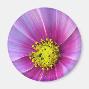 Pink Cosmos Magnet