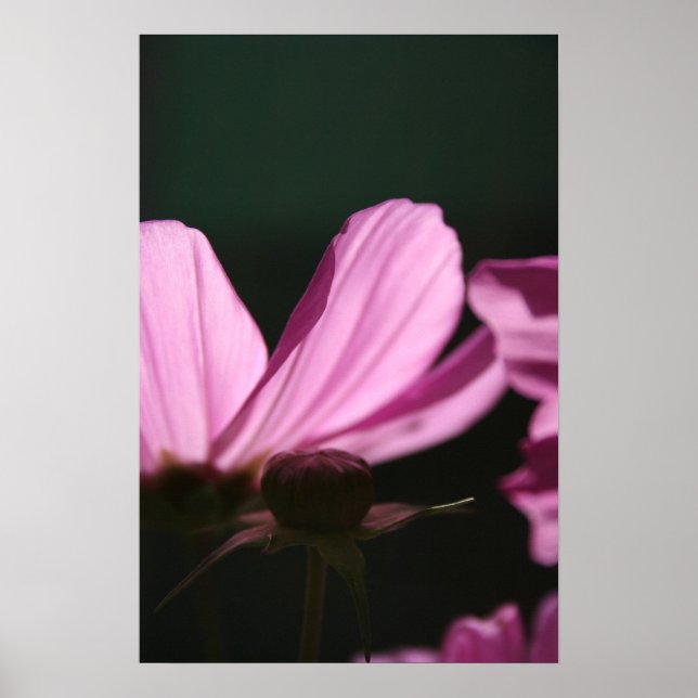 Pink Cosmos on the Sun 1 Floral Photography Poster (Front)