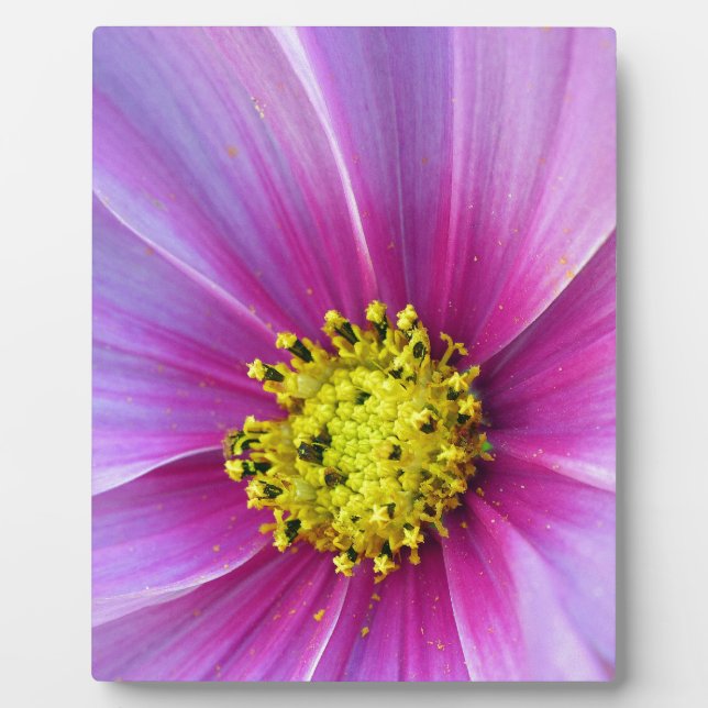 Pink Cosmos Plaque (Front)