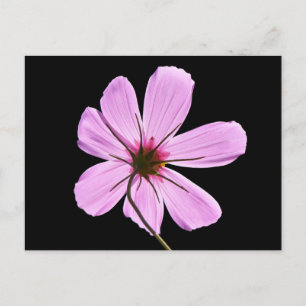 Pink Cosmos Postcard