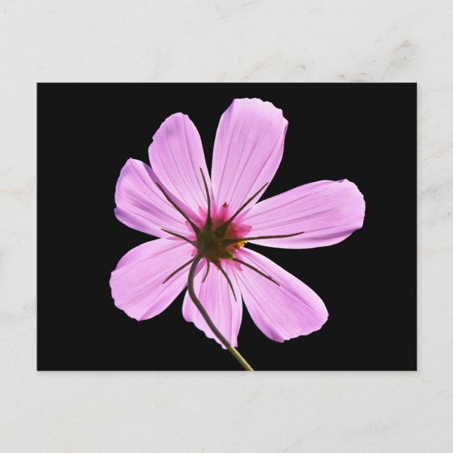 Pink Cosmos Postcard (Front)