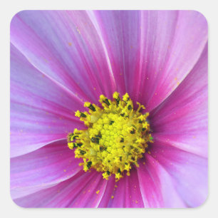 Pink Cosmos Square Sticker