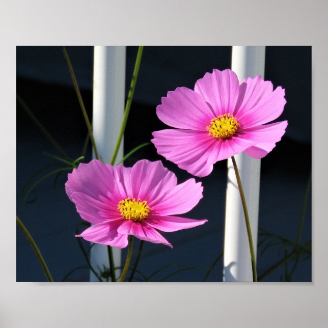Pink Cosmos Through the Porch Railing Poster (Front)