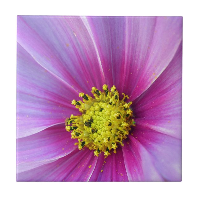 Pink Cosmos Tile (Front)