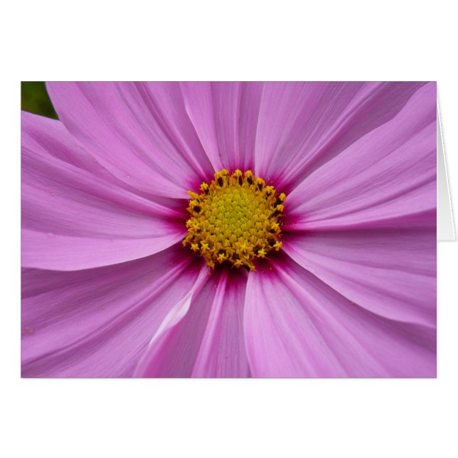 Pink Cosmos Wildflower Floral (Front Horizontal)