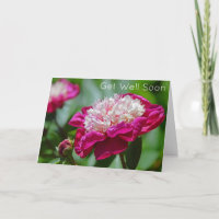 Pink Cottage Peony Garden Flower Get Well Soon
