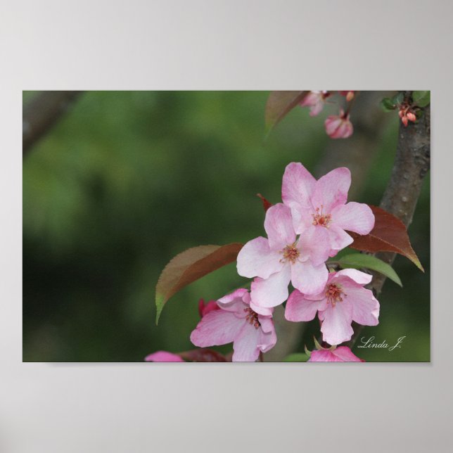 Pink Crab Apple Blossoms Canvas or Poster (Front)