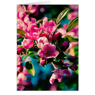 Pink Crab Apple Flowers