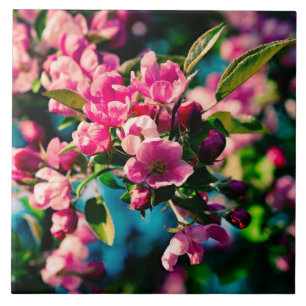 Pink Crab Apple Flowers Ceramic Tile