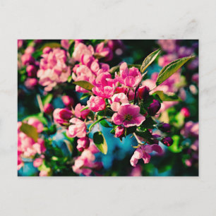 Pink Crab Apple Flowers Postcard