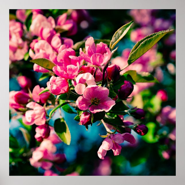 Pink Crab Apple Flowers Poster (Front)