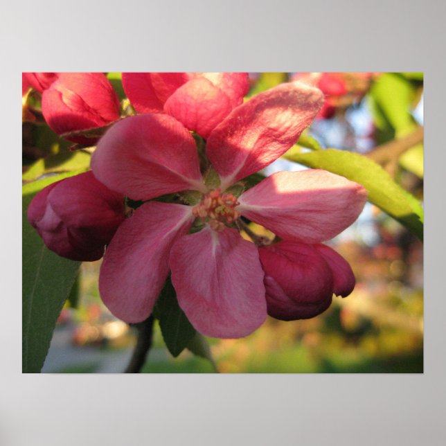 Pink Crab Apple Tree Flower Poster (Front)