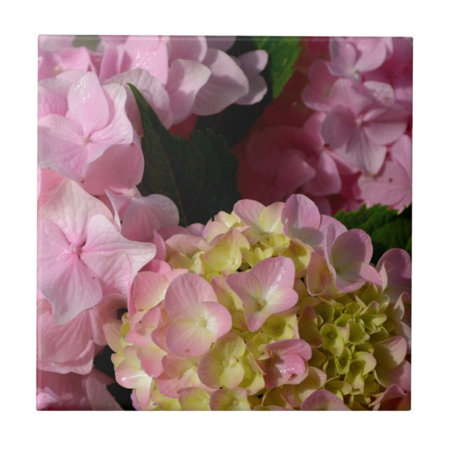 Pink Cream Hydrangeas yellow pink green floral  Ceramic Tile (Front)