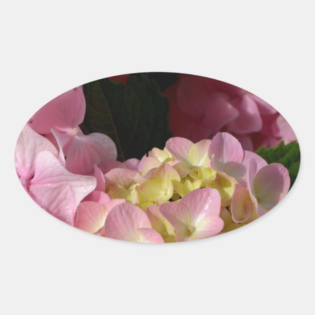 Pink Cream Hydrangeas yellow pink green floral  Oval Sticker (Front)