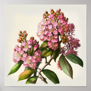 Pink Crepe Myrtle Flowers Art Print Poster