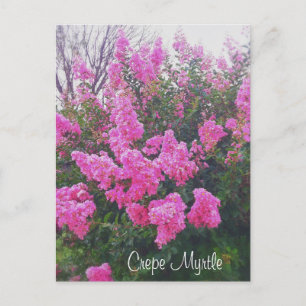 Pink Crepe Myrtle Nature Art Photo with Text Postcard