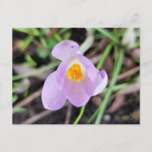 Pink Crocus Postcard