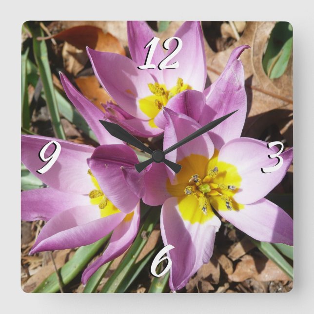 Pink Crocuses Spring Floral Square Wall Clock (Front)