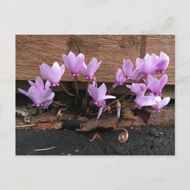 Pink Cyclamen Flowers Postcard (Front)