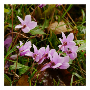 Pink Cyclamen Flowers Poster