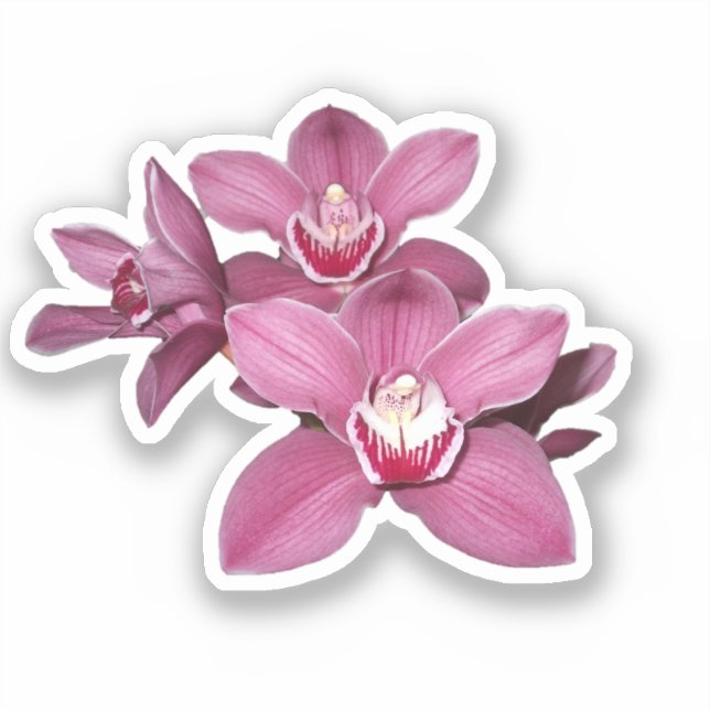 Pink Cymbidium Orchid Flowers Sticker (Front)