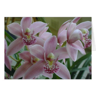 Pink Cymbidium Orchids