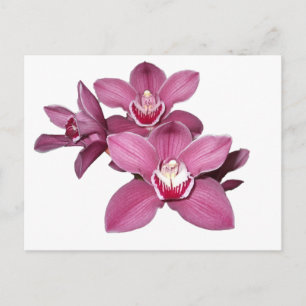 Pink Cymbidium Orchids Postcard