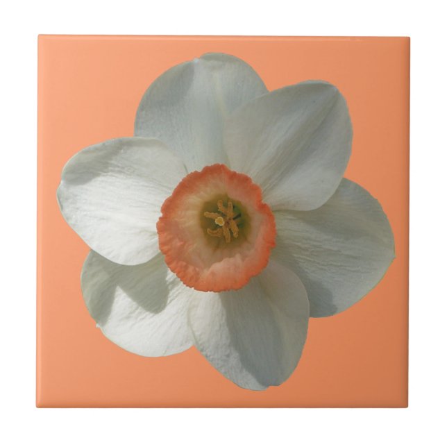 Pink Daffodil Spring Flower Ceramic Tile (Front)