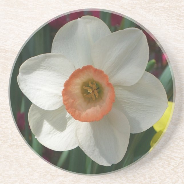 Pink Daffodil Spring Flower Coaster (Front)