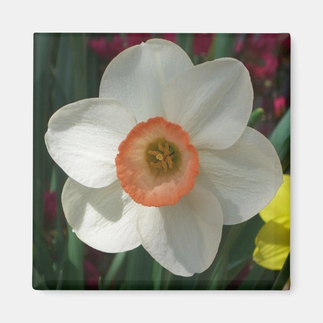 Pink Daffodil Spring Flower Magnet (Front)