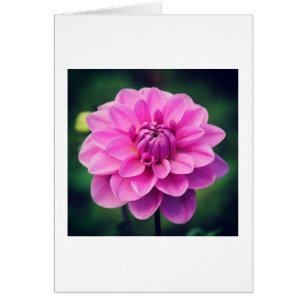 Pink Dahlia