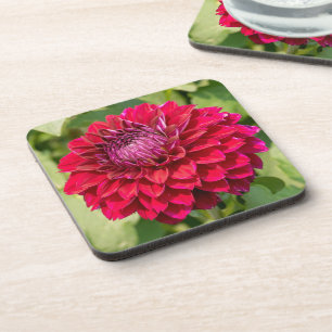 Pink Dahlia, Beautiful Flower Photography Coaster
