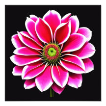 Pink Dahlia Bloom Fine Art Print