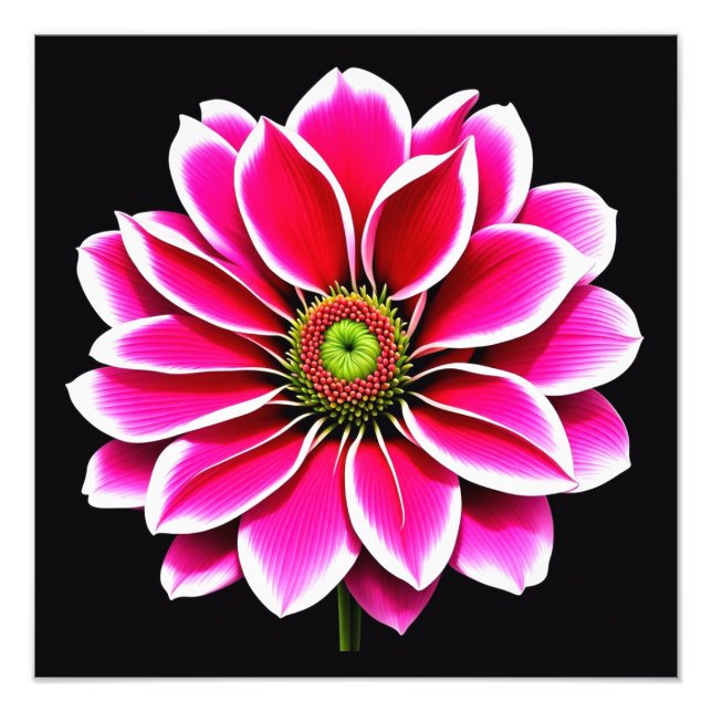 Pink Dahlia Bloom Fine Art Print (Front)