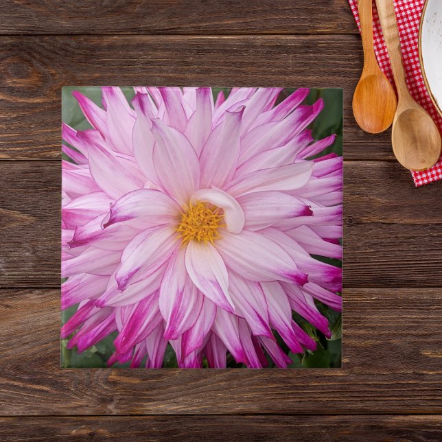 Pink Dahlia Bloom Floral Ceramic Tile (In Situ)