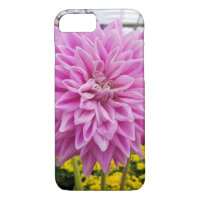 pink dahlia