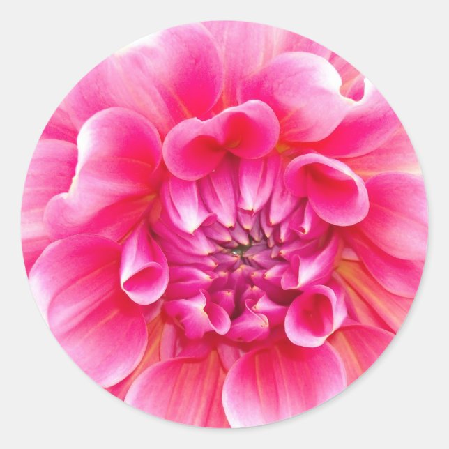 Pink Dahlia Classic Round Sticker (Front)