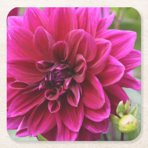 Pink Dahlia Coaster