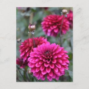 Pink Dahlia Floral Photograph Postcard