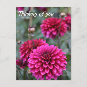 Pink Dahlia Floral Photograph Postcard