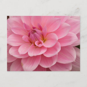 Pink Dahlia Flower Postcard
