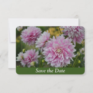 Pink Dahlia Flowers atRHS Garden Surprise Birthday Save The Date