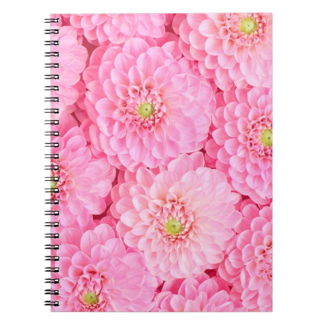 Pink dahlia flowers background. Top view.  Notebook (Front)