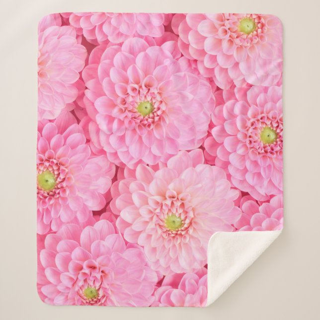 Pink dahlia flowers background. Top view.  Sherpa Blanket (Front)