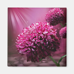 Pink Dahlia Flowers Water Drops Sun light Magnet